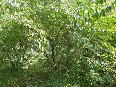 【喜迎两会】昆明常见植物名录(附图)