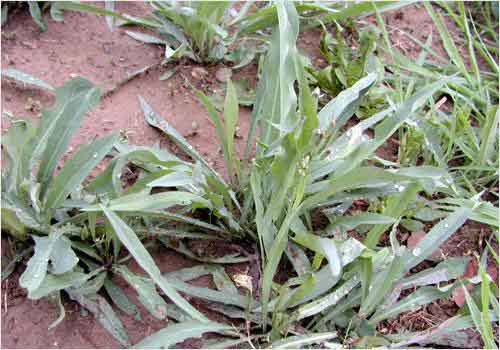 小满浦夏荷香满田秋麦气清